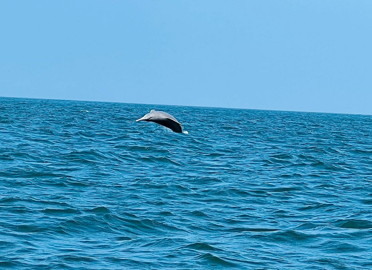 ‘ಡಾಲ್ಫಿನ್ ಸಂರಕ್ಷಣೆ’ ಯತ್ನಕ್ಕೆ ಮರುಜೀವ