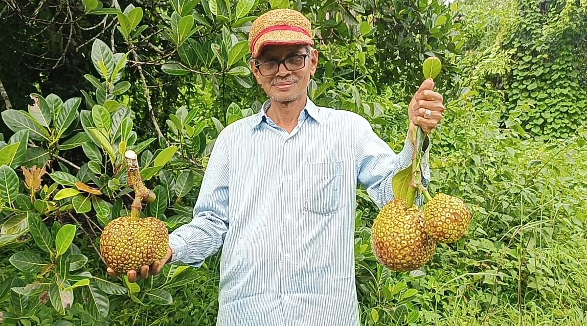 ಪ್ರಗತಿಪರ ರೈತರ ಯಶೋಗಾಥೆ: ಕೆಂಪು ಸೊಳೆ ಹಲಸು ಅರಸುತ್ತಾ..