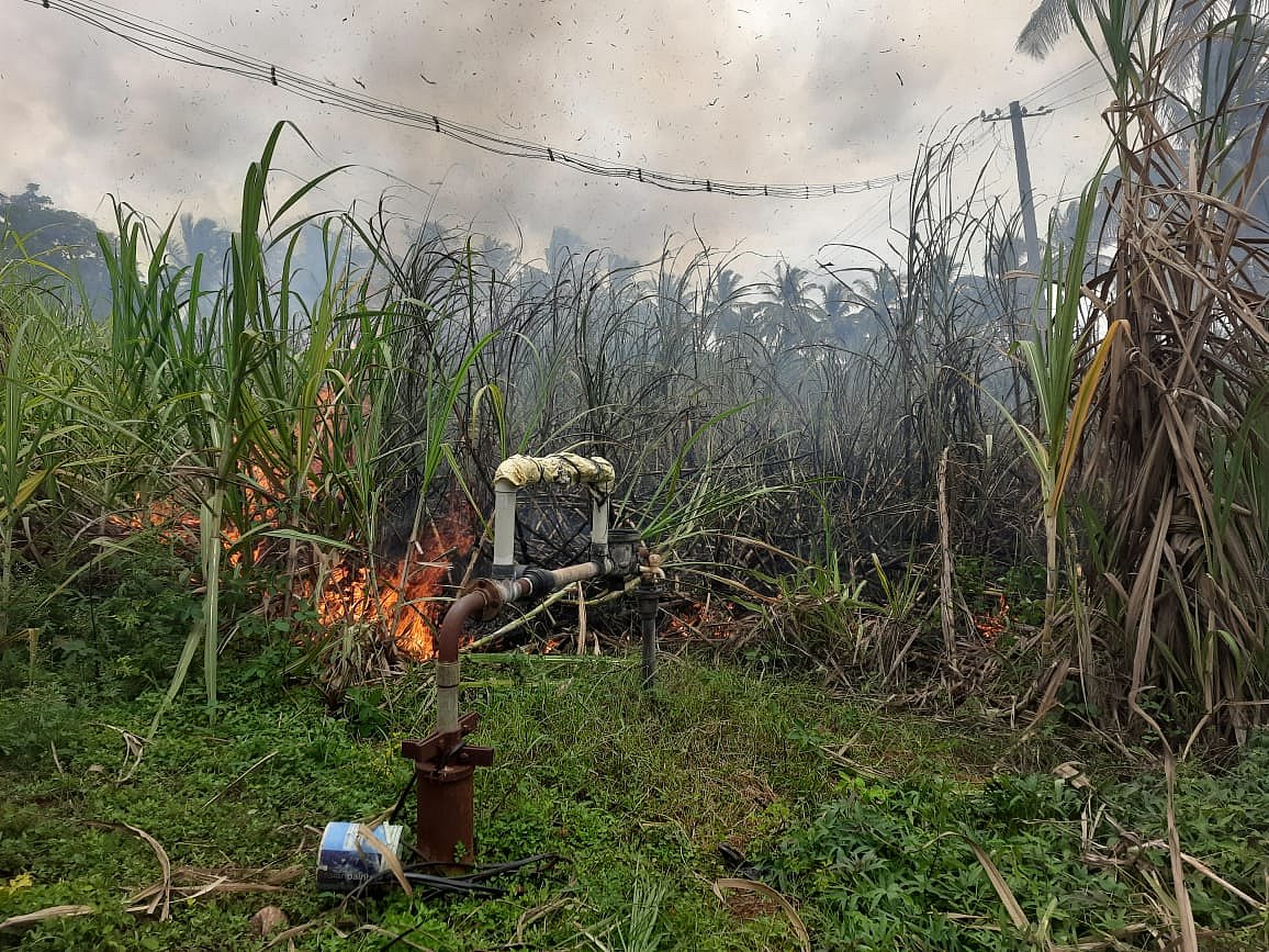 ಕೊಳ್ಳೇಗಾಲ | ಶಾರ್ಟ್‌ ಸರ್ಕಿಟ್‌: ಕಬ್ಬು ಬೆಳೆ ಭಸ್ಮ