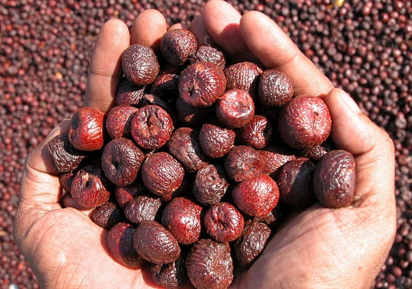 ಅಡಿಕೆಯಿಂದ ಆರೋಗ್ಯಕ್ಕೆ ಹಾನಿ: ಕೇಂದ್ರದಿಂದ ಅಧ್ಯಯನ