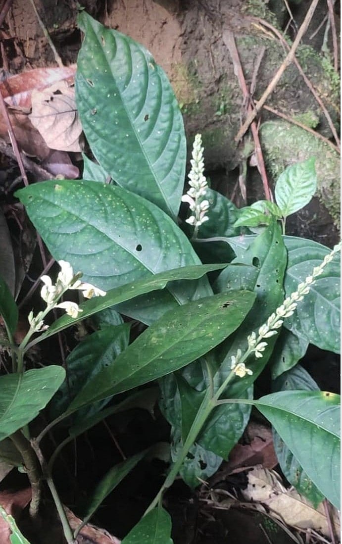 ಅರುಣಾಚಲ ಪ್ರದೇಶ: ಹೊಸ ಸಸ್ಯ ಪ್ರಭೇದ ಪತ್ತೆ