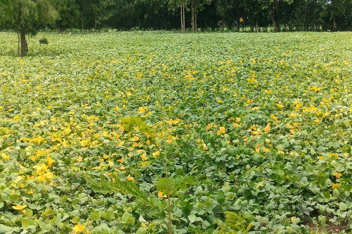 ಲಕ್ಷ್ಮೇಶ್ವರ | ಹೆಸರು ಬೆಳೆಗೆ ಹಳದಿ ರೋಗ: ನೆರವಿನ ನಿರೀಕ್ಷೆಯಲ್ಲಿ ರೈತವರ್ಗ