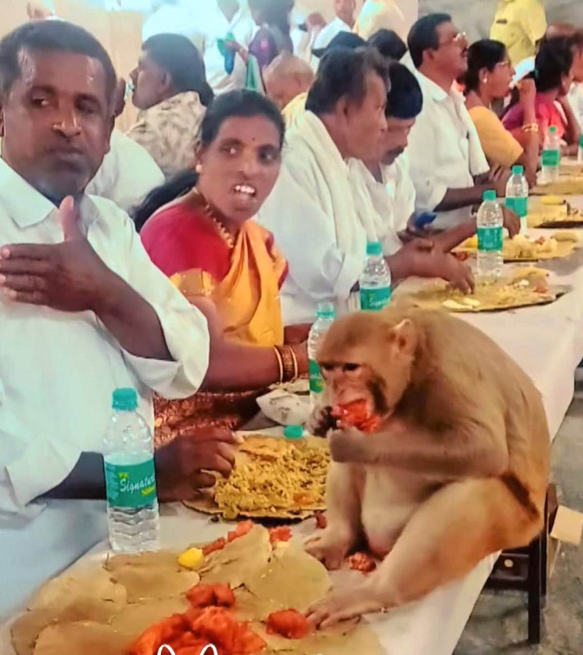 ಹಿರೀಸಾವೆ: ಎಂಟು ಜನರಿಗೆ ಕಚ್ಚಿದ ಕೋತಿ