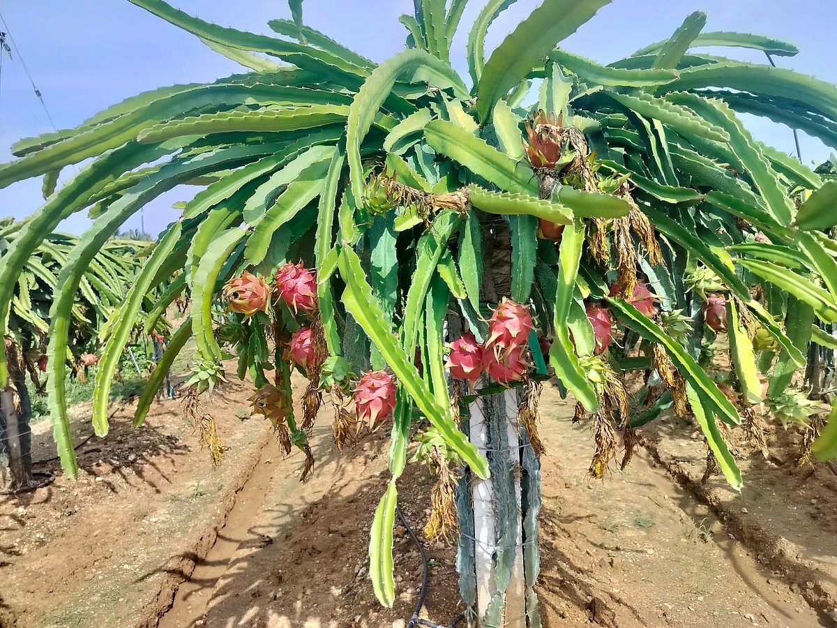 ಬಂಗಾರಪೇಟೆ: ಬರದ ನಾಡಿನ ರೈತನ ಕೈಹಿಡಿದ ‘ಡ್ರ್ಯಾಗನ್ ಫ್ರೂಟ್‌’