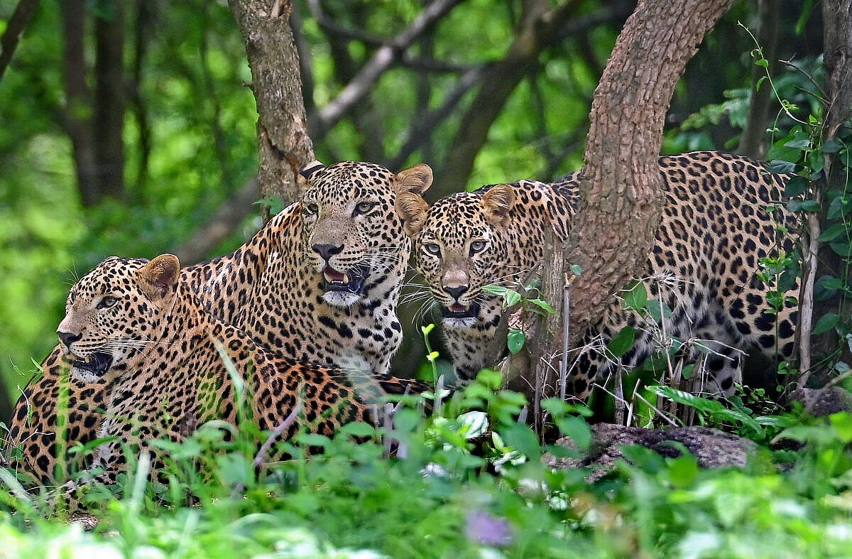 ಬನ್ನೇರುಘಟ್ಟ ಪಾರ್ಕ್‌ನ ಹೊಸ ಇನಿಂಗ್ಸ್‌ ಚಿರತೆ ಸಫಾರಿ 