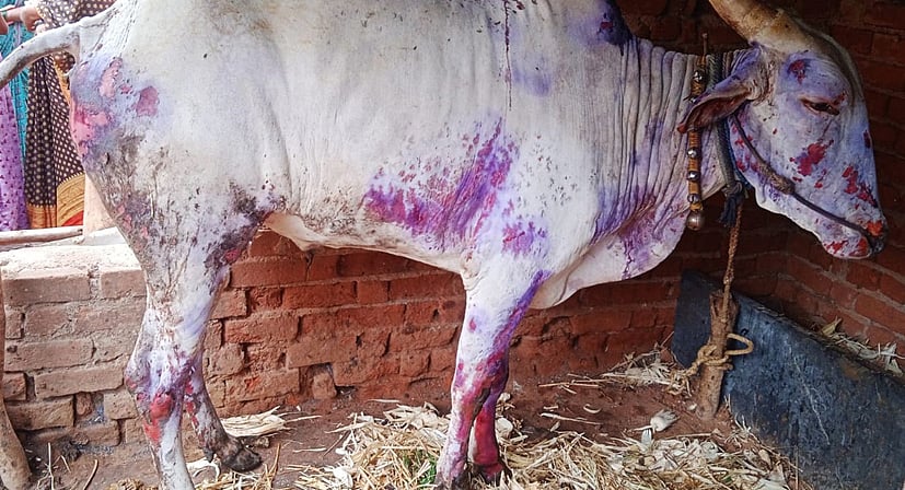 ಹರಪನಹಳ್ಳಿ: ರಾಸುಗಳಿಗೆ ಬೆಂಕಿ ಹಚ್ಚಿದ ಕಿಡಿಗೇಡಿಗಳು