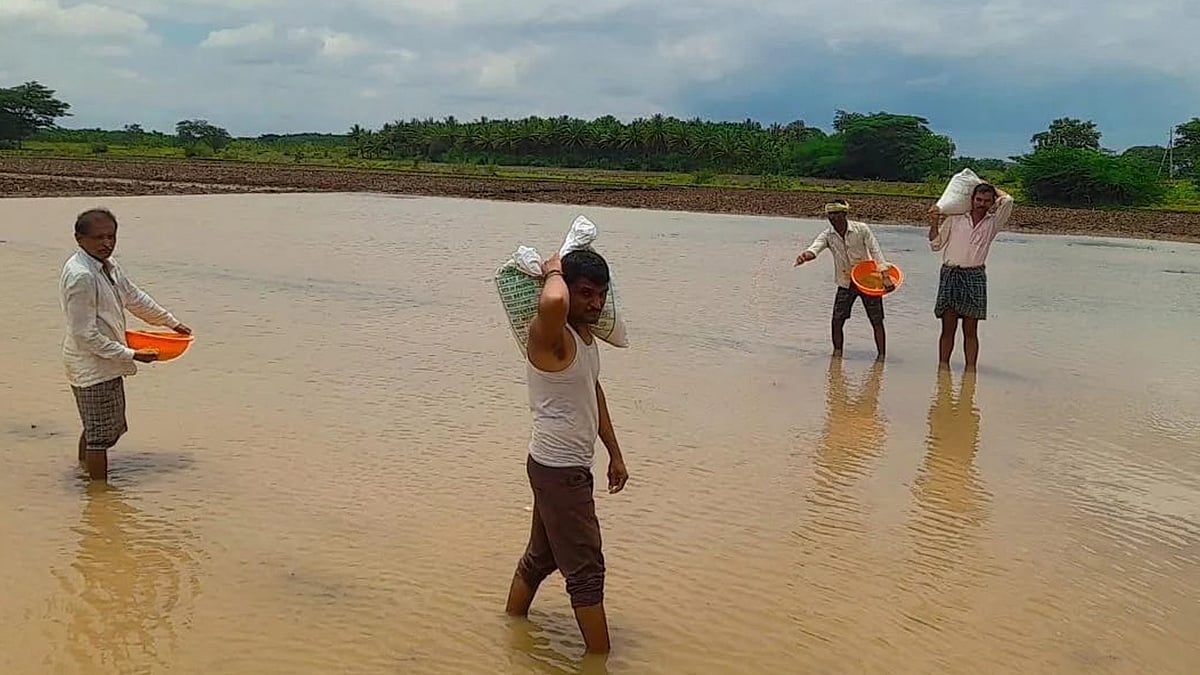 ತ್ಯಾವಣಿಗೆ | ಭತ್ತದ ಸಸಿ ಮಡಿಗೆ ಸಿದ್ಧತೆ ಜೋರು