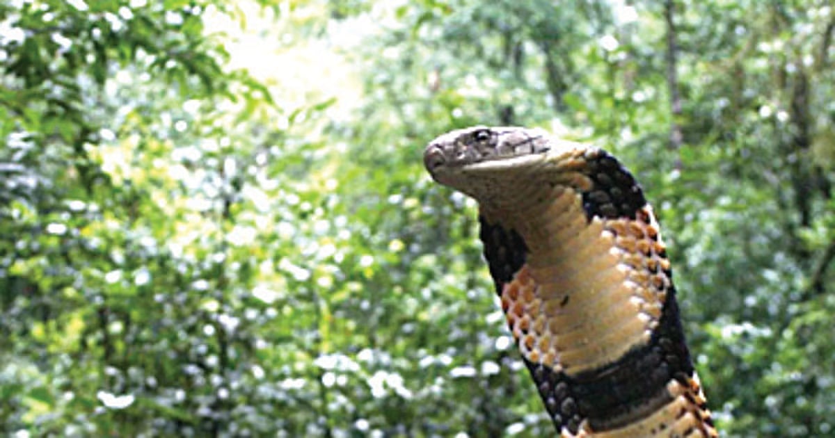 ಹಾವು ಕಡಿತದಿಂದ ದೇಶದಲ್ಲಿ ಪ್ರತಿ ವರ್ಷ 50 ಸಾವಿರ ಮಂದಿ ಸಾವು: ರಾಜೀವ್ ಪ್ರತಾಪ್ 