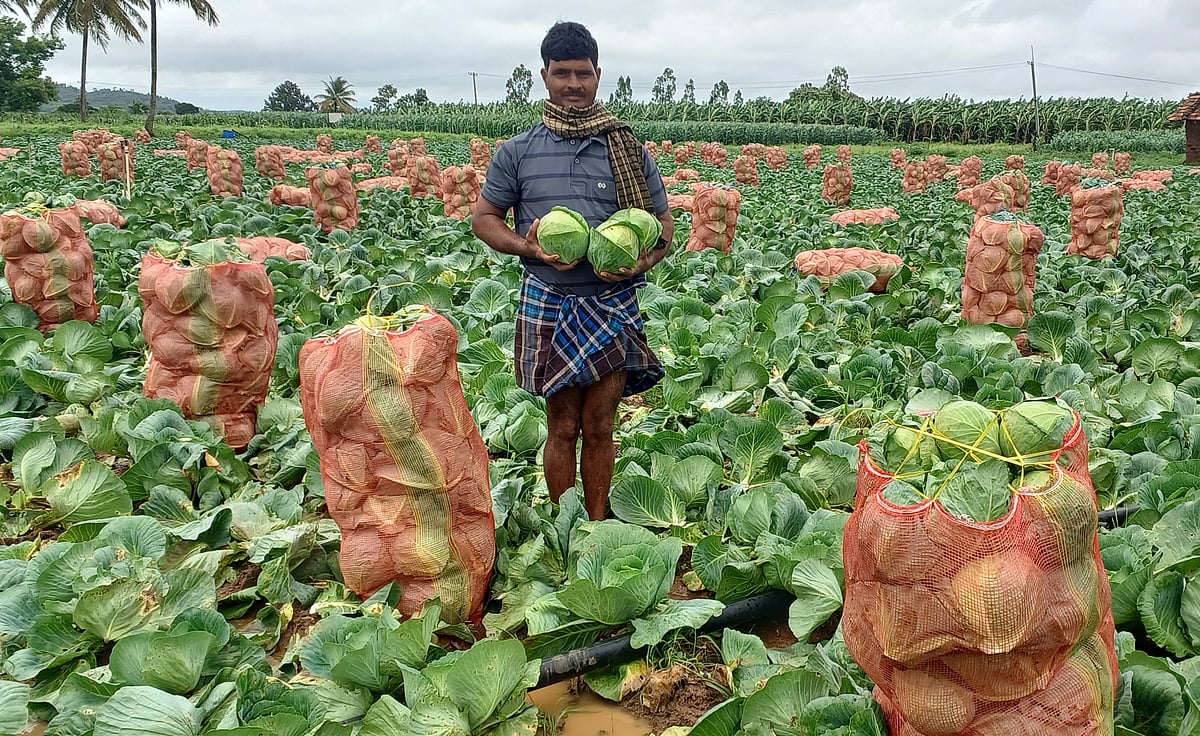 ತರಕಾರಿ ಬೆಳೆಯಲ್ಲಿ ಲಾಭ ಕಂಡ ರೈತ