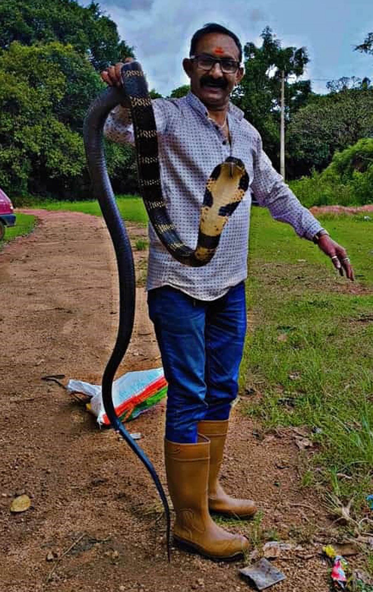 ನಾಪೋಕ್ಲು: ಕಾಳಿಂಗ ಸರ್ಪ ಸೆರೆ