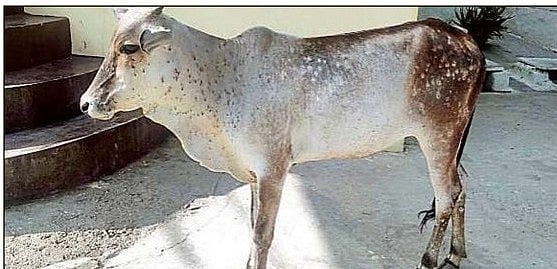 ದೇವದುರ್ಗ | ಕಡಿಮೆಯಾಗದ ಚರ್ಮಗಂಟು ರೋಗ!