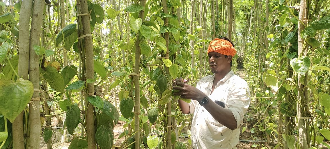 ಕೃಷಿ ಖುಷಿ | ಕೈಹಿಡಿದ ವೀಳ್ಯದೆಲೆ ಕೃಷಿ