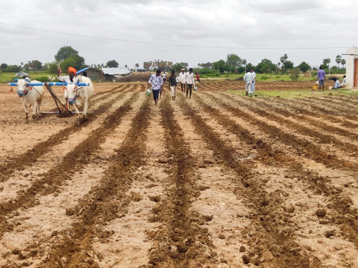 ಶಕ್ತಿನಗರ | ಗೋಮಾಳಗಳಲ್ಲಿ ಹುಲ್ಲಿನ ಬೀಜ ಬಿತ್ತನೆ