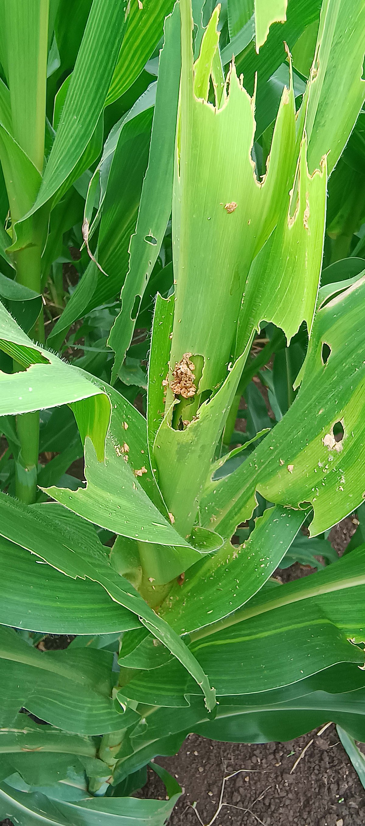ಮೆಕ್ಕೆಜೋಳ ಬೆಳೆಗೆ ಲದ್ದಿಹುಳುಗಳ ಹಾವಳಿ 