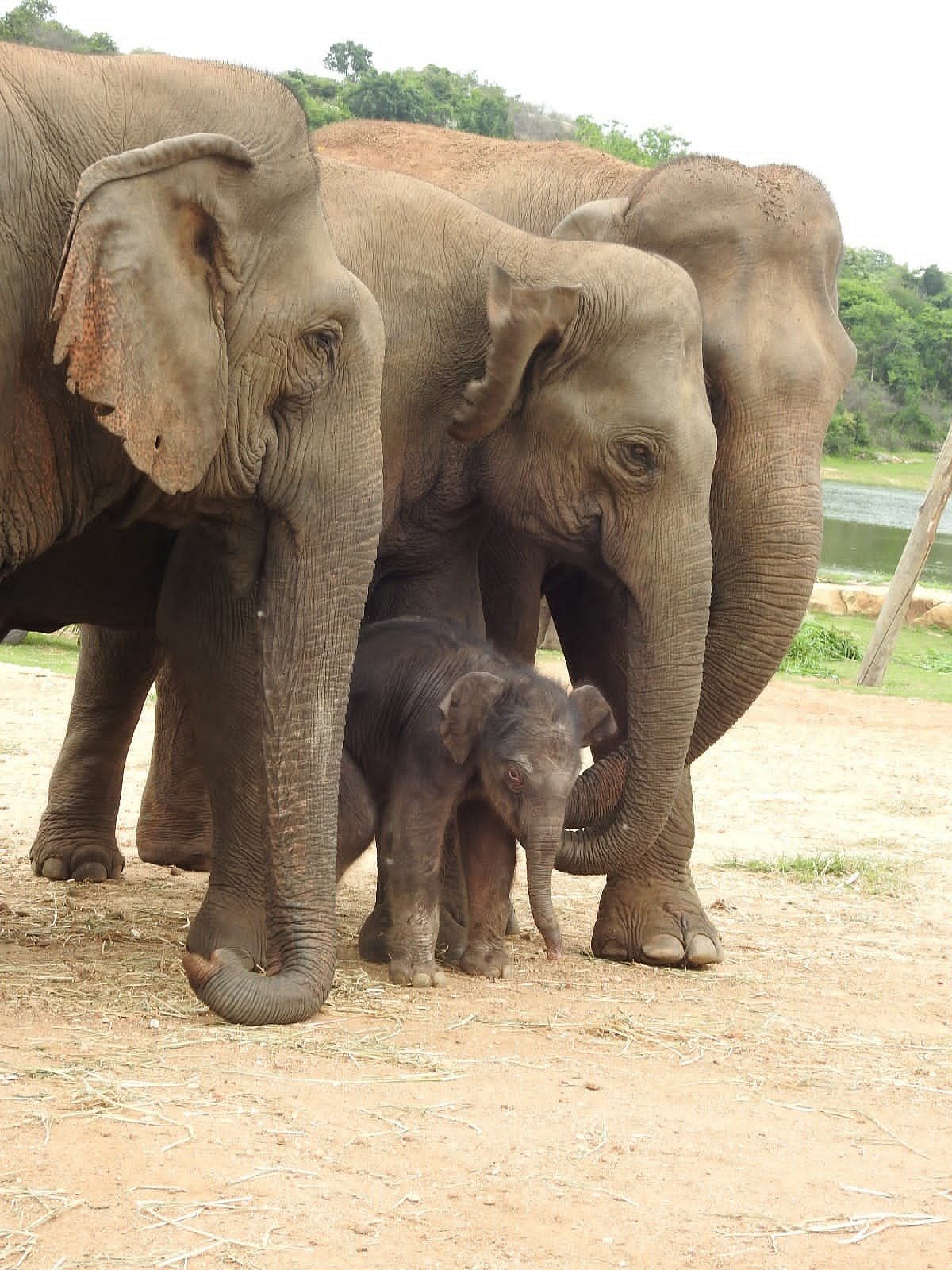 ಗಂಡು ಮರಿಗೆ ಜನ್ಮ ನೀಡಿದ ಆನೆ ‘ರೀಟಾ’