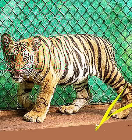 ಸಂಗತ | ಪ್ರೀತಿಯಲ್ಲಿ ಬಂದಿಯಾದ ‘ವೀರೂ’