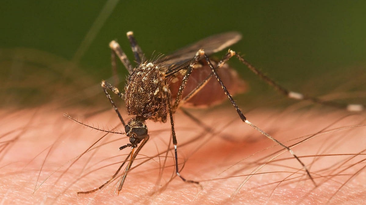 ಆಂಧ್ರ ಪ್ರದೇಶ: ಸೊಳ್ಳೆಗಳ ನಿಯಂತ್ರಣಕ್ಕೆ ಎಐ ಚಾಲಿತ ವ್ಯವಸ್ಥೆ