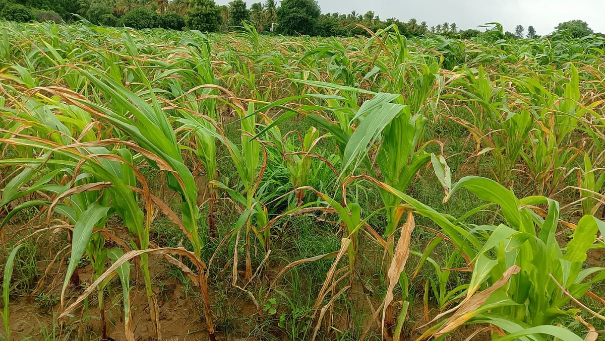 ಬರದ ನಂತರ ಈಗ ಅತಿವೃಷ್ಟಿ ಸರದಿ