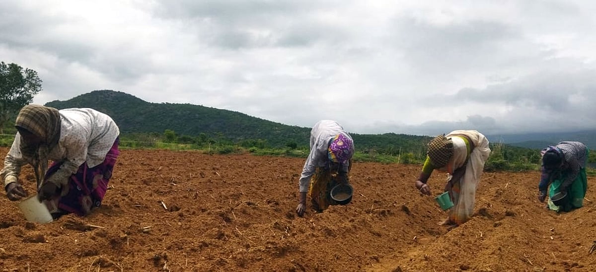 ಯಳಂದೂರು: ನಾಟಿ ಬಟಾಣಿ ಬಿತ್ತನೆಗೆ ರೈತರ ಒಲವು