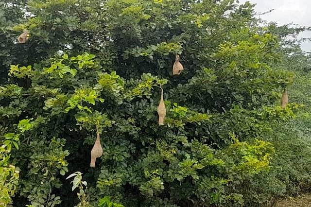 ವಡಗೇರಾ: ಅಳಿವಿನಂಚಲ್ಲಿ ಗುಬ್ಬಚ್ಚಿ, ಗೂಡುಗಳು