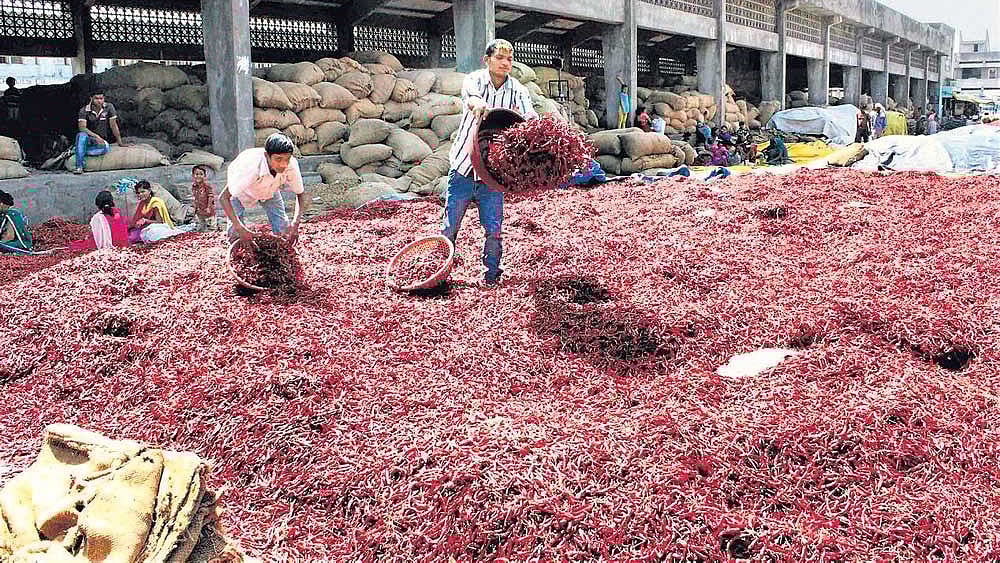 ಕೆಂಪು ಮೆಣಸಿನಕಾಯಿ ಬೆಲೆ ಕುಸಿತ: ಆತಂಕದಲ್ಲಿ ರೈತರು