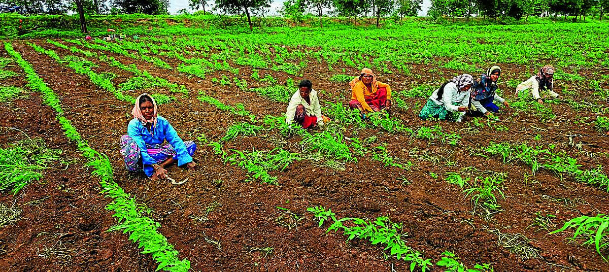ಹಟ್ಟಿ ಚಿನ್ನದ ಗಣಿ: ಕೃಷಿ ಕಾರ್ಮಿಕರಿಗೆ ಹೆಚ್ಚಿದ ಬೇಡಿಕೆ