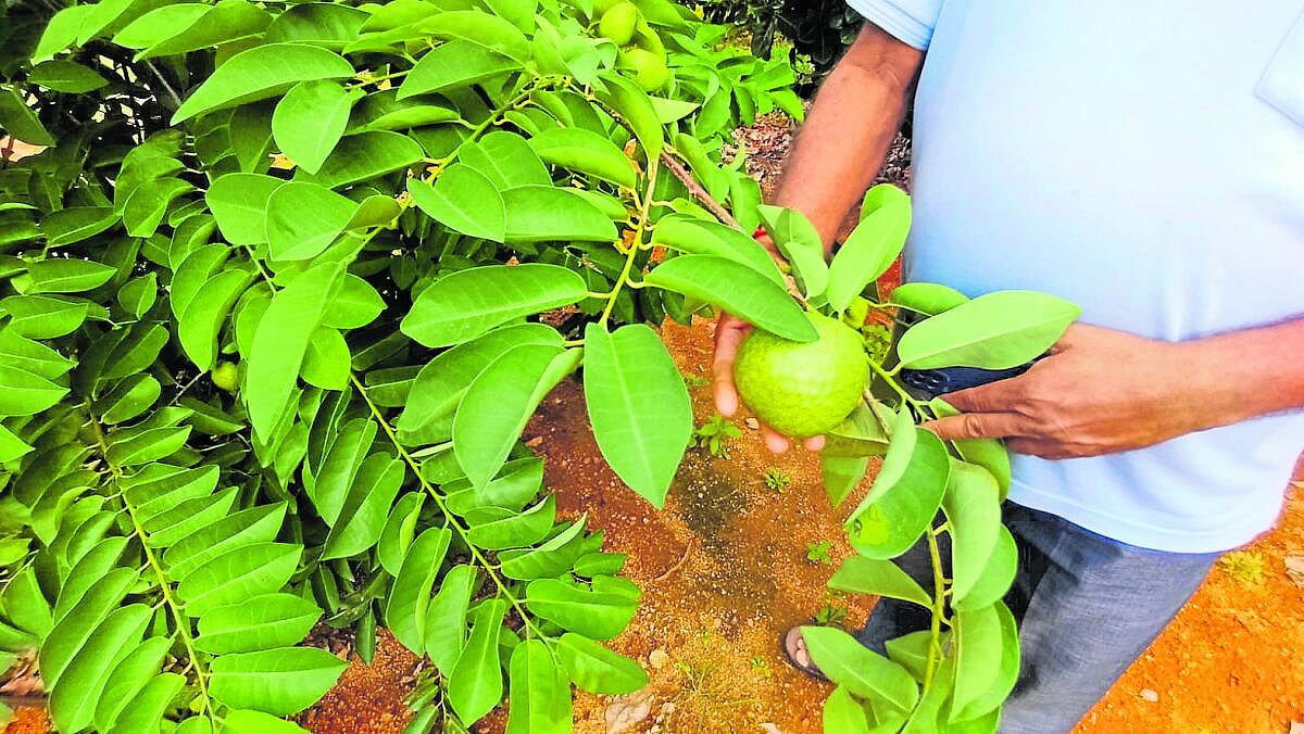 'ಬಂಗಾರದ ಮನುಷ್ಯ' ಸಿನಿಮಾ ಪ್ರೇರಣೆ: ಹೋಟೆಲ್‌ ಬಿಟ್ಟು ಭೂತಾಯಿ ಕೈ ಹಿಡಿದ ನಾಗರಾಜು