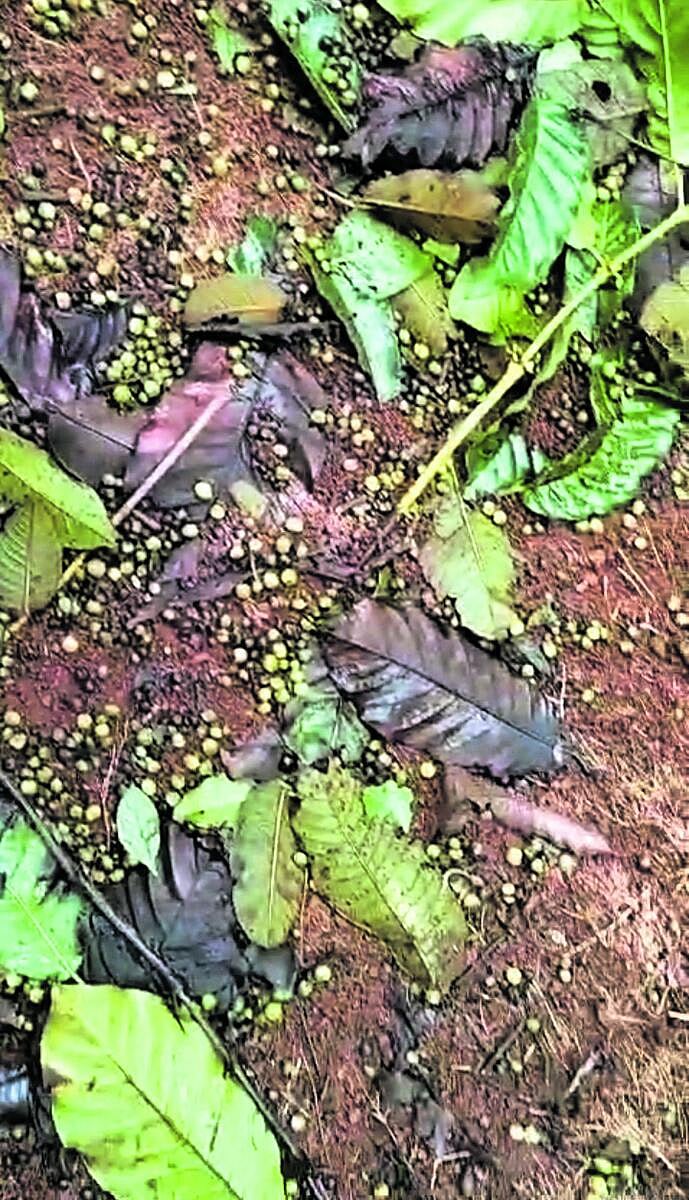 ನಾಪೋಕ್ಲು | ಧಾರಾಕಾರ ಮಳೆ: ಕಾಫಿಗೆ ಕೊಳೆರೋಗ