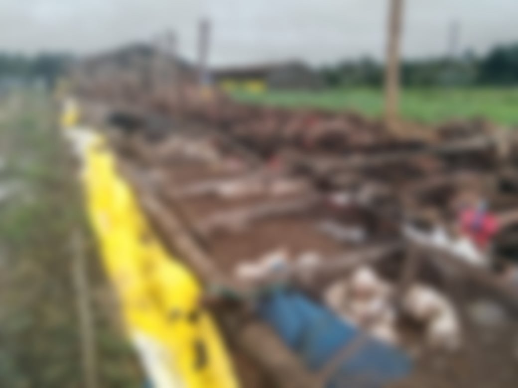 ಶಿವಮೊಗ್ಗ: ಭಾರಿ ಮಳೆ,ಕೋಳಿ ಫಾರಂ ಶೆಡ್ ಕುಸಿತ; 5,000ಕ್ಕೂ ಹೆಚ್ಚು ಕೋಳಿಗಳು ಸಾವು