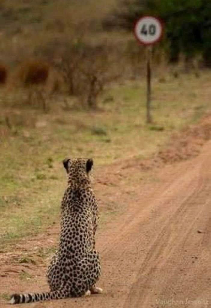 ವಿಡಿಯೊ | ಕುನೊ ಉದ್ಯಾನವನ: ಪ್ರಕೃತಿ ಮಡಿಲಲ್ಲಿ ಚೀತಾ ಮರಿಗಳ ಚಿನ್ನಾಟ