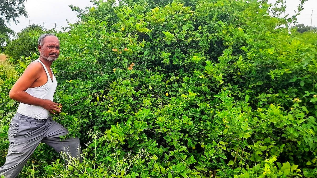 ದೇವರಹಿಪ್ಪರಗಿ: ಬದುಕು ನೀಡಿದ ಸಾವಯವ ಕೃಷಿ: ಸಮಗ್ರ ಬೆಳೆಯಿಂದ ಸ್ವಾವಲಂಬಿ ಜೀವನ