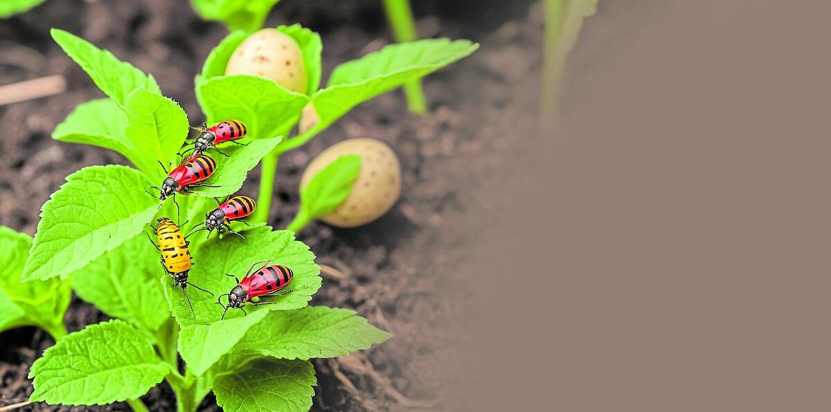 ದುಂಬಿಗಳಿಗೆ ಒಂದು ಹೊಸ ವಿಷ!