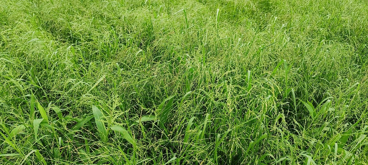 ಸಿರಿಧಾನ್ಯದ ‘ಭದ್ರಕೋಟೆ’ಯಾಗುತ್ತಿದೆ ಹೊಸದುರ್ಗ