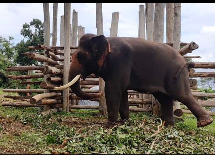 ಚಿಕ್ಕಮಗಳೂರು | ವಿದ್ಯುತ್ ಸ್ಪರ್ಶಿಸಿ ಎಸ್ಟೇಟ್‌ನಲ್ಲಿ ಆನೆ ಸಾವು