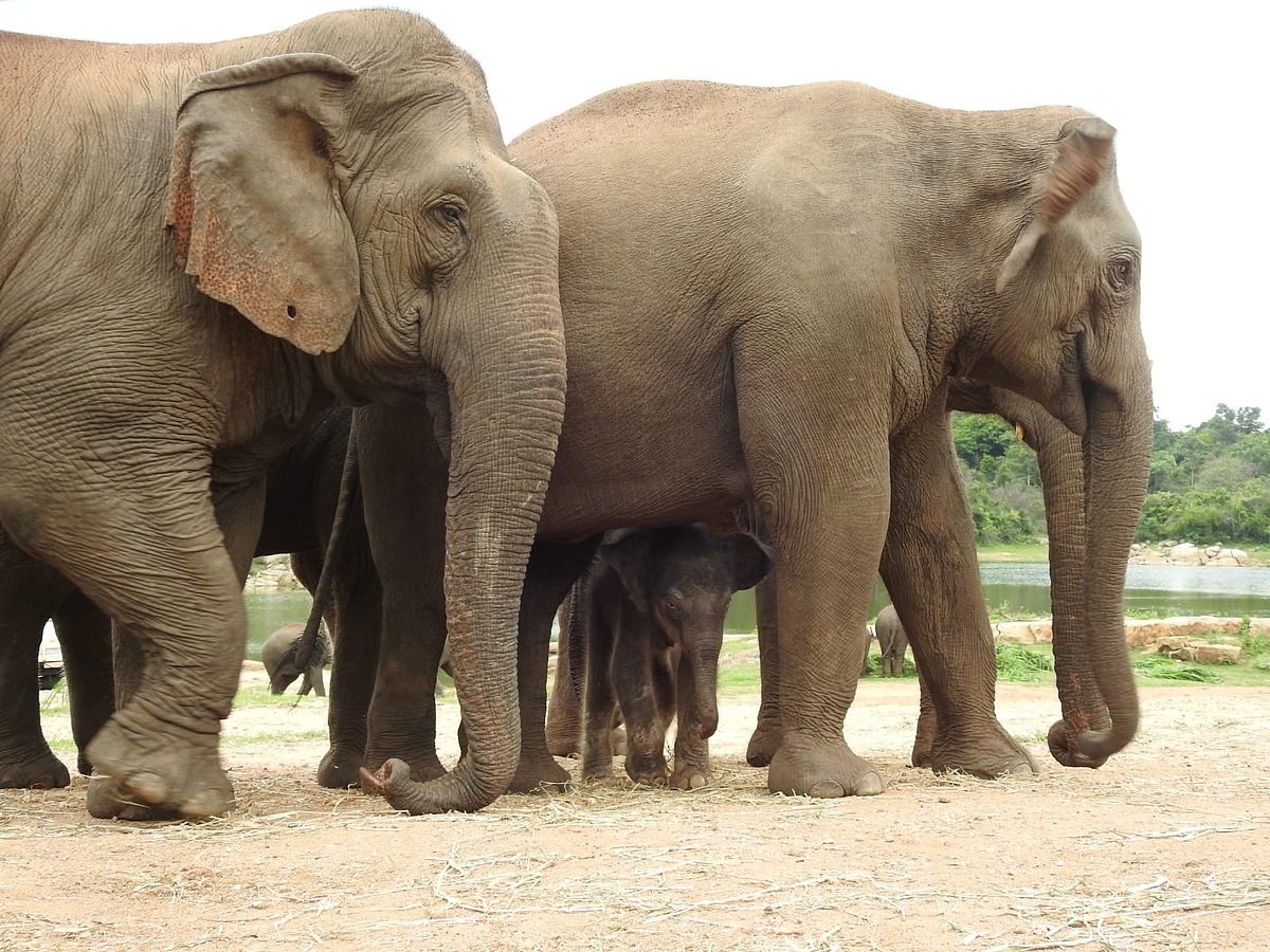 ಕೇರಳ: ಬಾವಿಗೆ ಬಿದ್ದ ಮರಿಯಾನೆಯನ್ನು ರಕ್ಷಿಸಿದ ತಾಯಿ ಆನೆ
