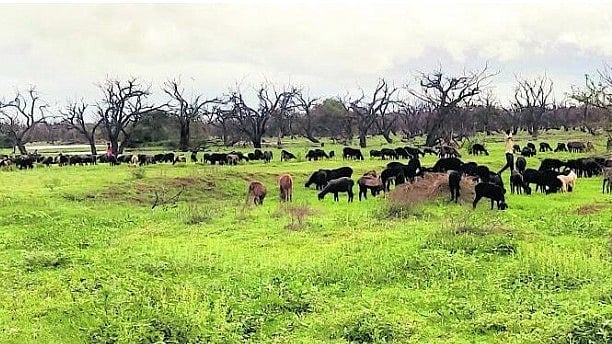 ಹಗರಿಬೊಮ್ಮನಹಳ್ಳಿ: ಅಂಕಸಮುದ್ರ ಪಕ್ಷಿ ಸಂರಕ್ಷಿತ ಮೀಸಲು ಪ್ರದೇಶಕ್ಕಿಲ್ಲ ಸುರಕ್ಷೆ