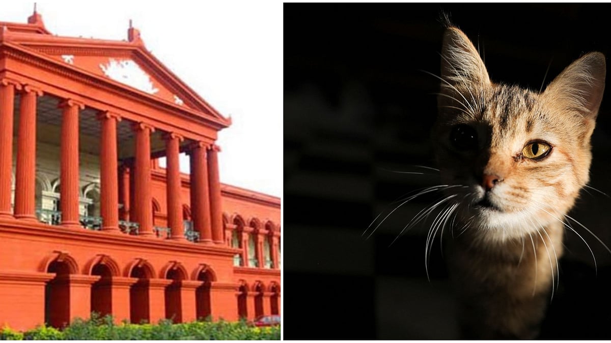 ಬೆಕ್ಕಿಗೆ ಚೆಲ್ಲಾಟ, ಅರ್ಜಿದಾರನ ಪ್ರಾಣ ಸಂಕಟ: HC ಮೆಟ್ಟಿಲೇರಿದ ಅಪರೂಪದ ಪ್ರಕರಣ