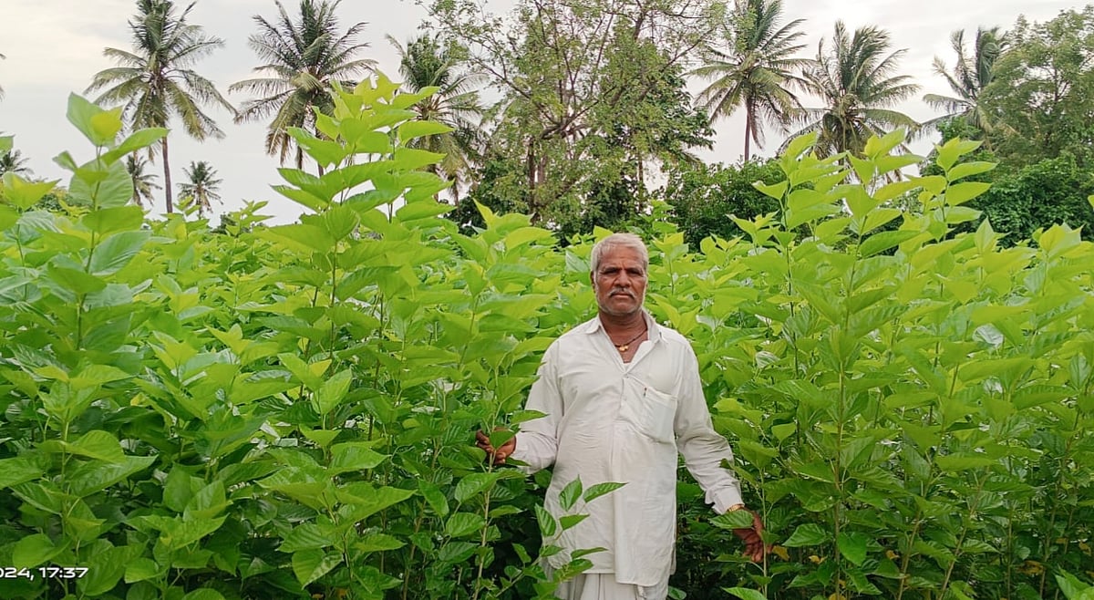 ಬೀಳಗಿ | 35 ವರ್ಷದಿಂದ ರೇಷ್ಮೆ ಕೃಷಿಯಲ್ಲಿ ಯಶಸ್ಸು ಕಂಡಿರುವ ರೈತ: ಉತ್ತಮ ಆದಾಯ
