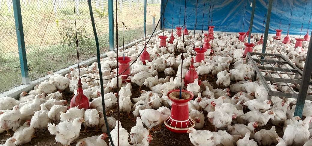 ಚನ್ನಮ್ಮನ ಕಿತ್ತೂರು: ಕೋಳಿ ಫಾರ್ಮ್ ಸ್ಥಗಿತಕ್ಕೆ ಸೂಚನೆ