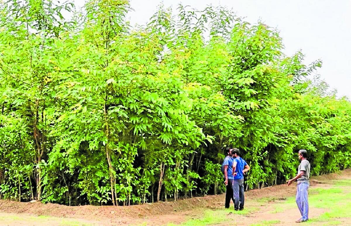ಬೆಂಗಳೂರು | ಹಸಿರು ಹೊದಿಕೆ ವೃದ್ಧಿಗೆ ‘ಥೀಮ್‌’ ವೃಕ್ಷವನ