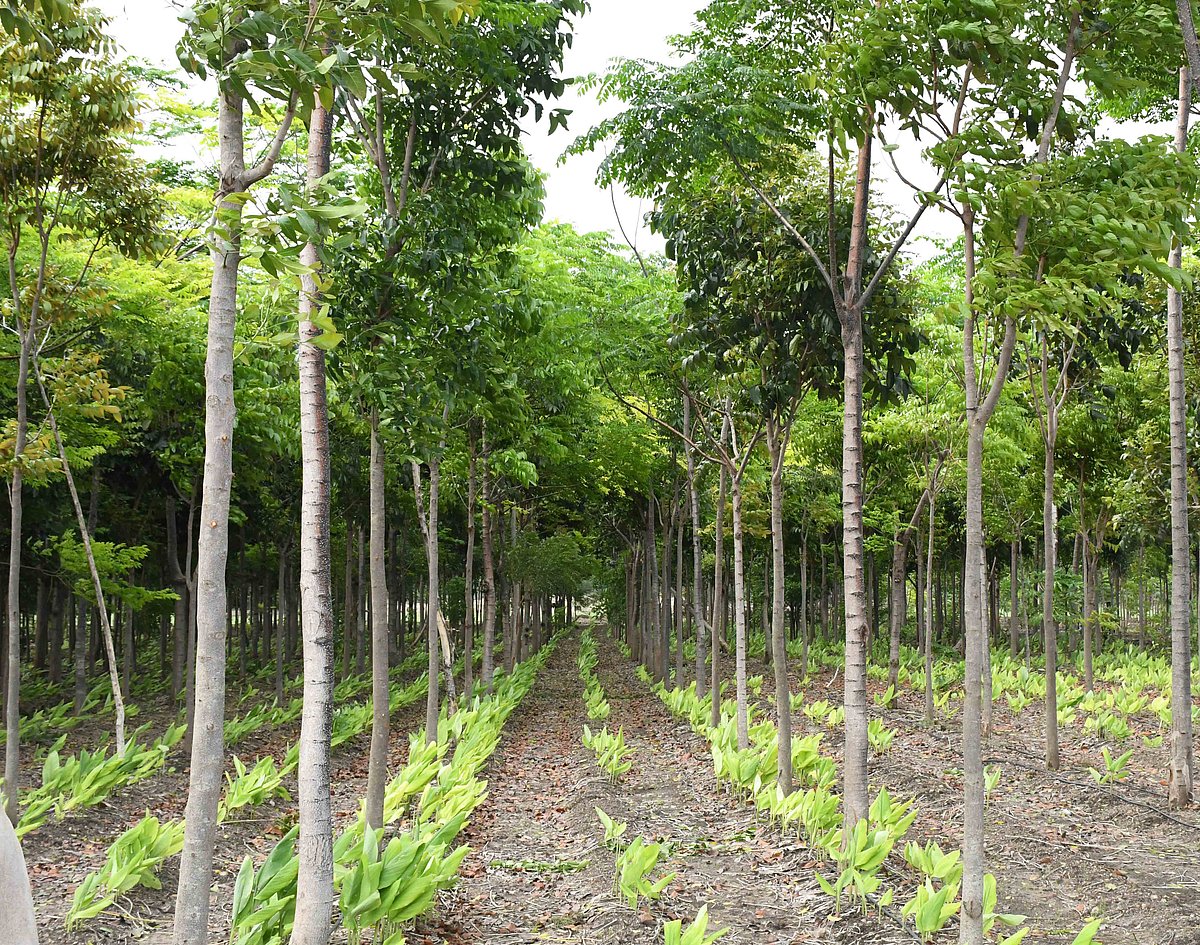 ಹೆಬ್ಬೇವು ಕೃಷಿ: ಆದಾಯದ  ದಾರಿ