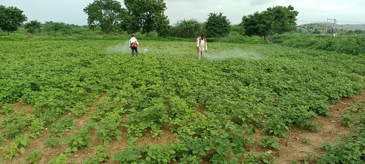 ಯಾದಗಿರಿ | ಜುಲೈನಲ್ಲಿ ಮಳೆ ಕೊರತೆ: ಕಡಿಮೆ ಬಿತ್ತನೆ