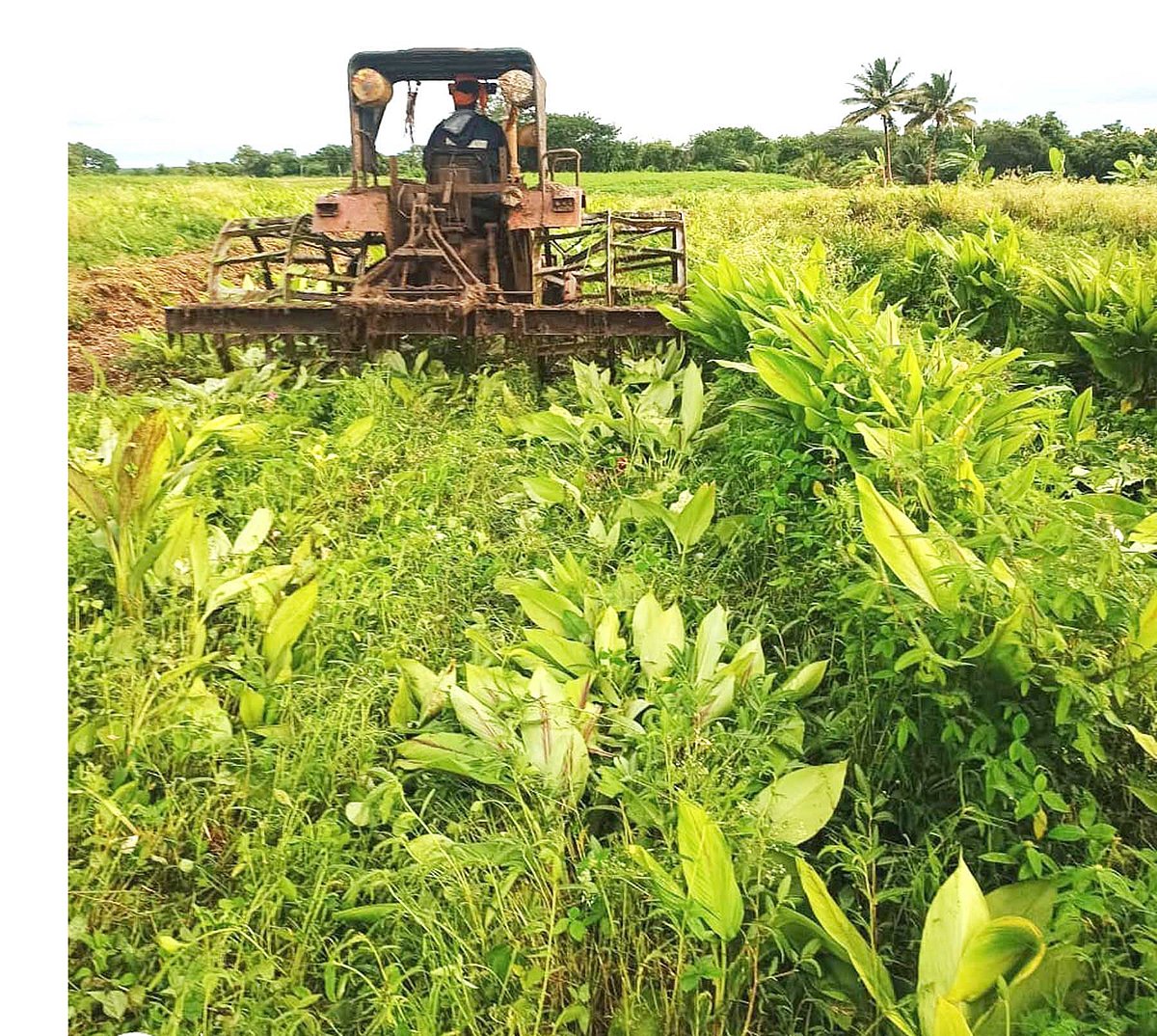 ಬಸವಾಪಟ್ಟಣ: ಕಪ್ಪು ಅರಿಶಿನ ಬೆಳೆದು ನಷ್ಟ ಅನುಭವಿಸಿದ ರೈತರು