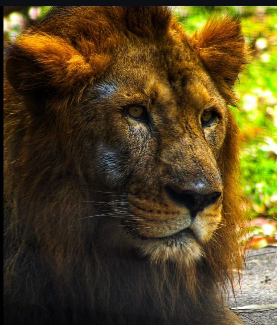 ಶಿವಮೊಗ್ಗ: ತ್ಯಾವರೆಕೊಪ್ಪ ಹುಲಿ-ಸಿಂಹಧಾಮದಲ್ಲಿನ ಸಿಂಹ ‘ಆರ್ಯ’ ಇನ್ನಿಲ್ಲ