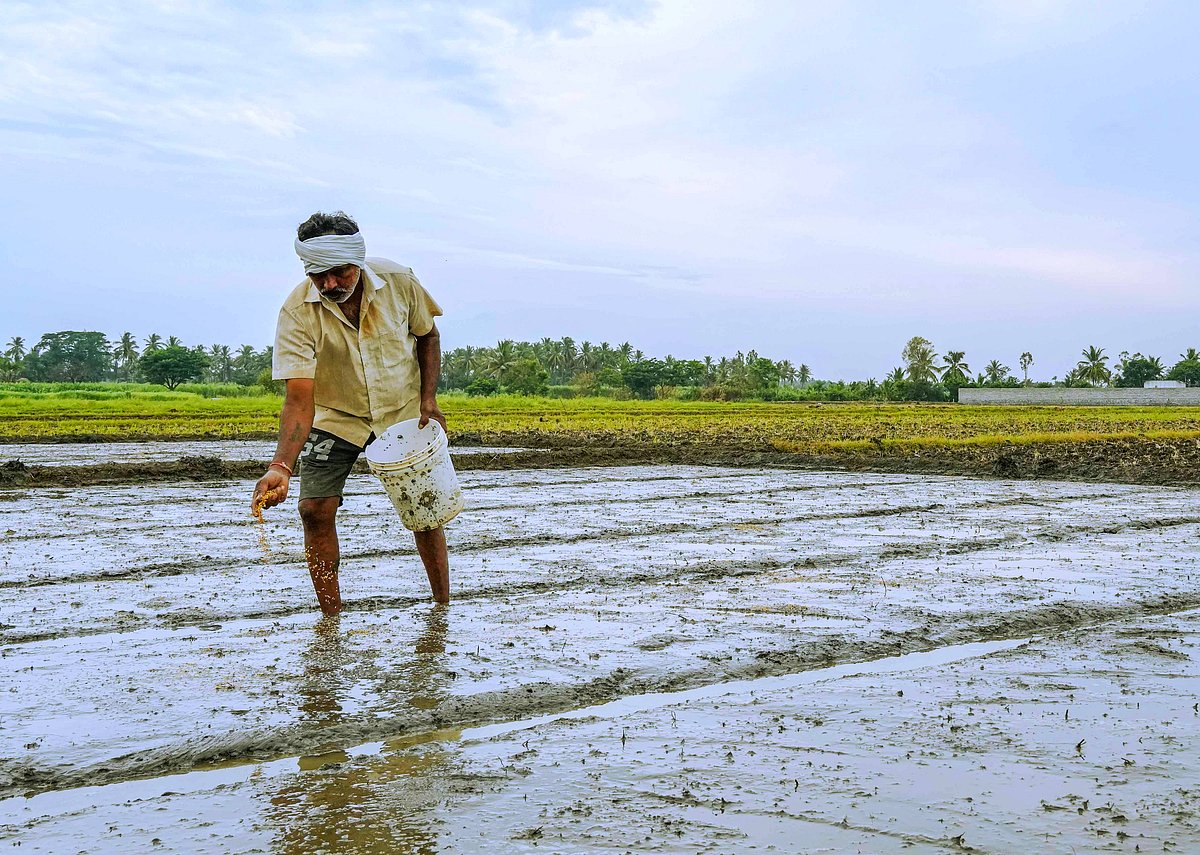 ಮಂಡ್ಯ: ಭತ್ತದ ಬಿತ್ತನೆಗೆ ಹರ್ಷ ತಂದ ವರ್ಷಧಾರೆ