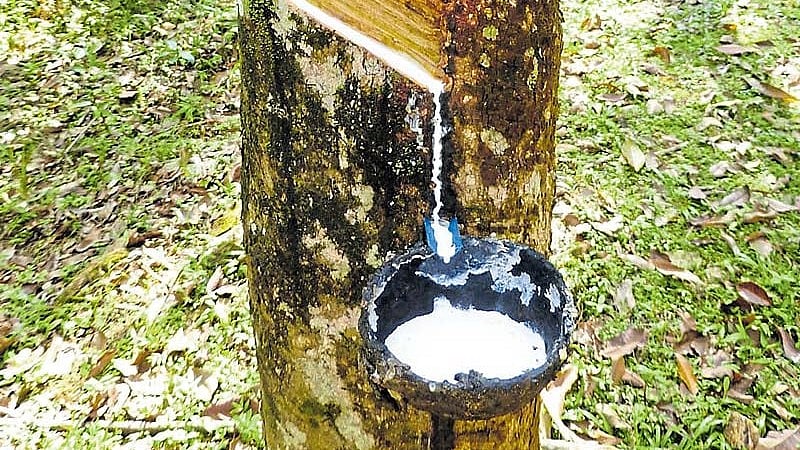 ಯುರೋಪ್‌ನಲ್ಲಿ ಅರಣ್ಯನಾಶ ನಿಯಂತ್ರಣ ಕಾಯ್ದೆ ಜಾರಿ: ರಬ್ಬರ್‌ ಬೆಳೆಗಾರರ ಆತಂಕ