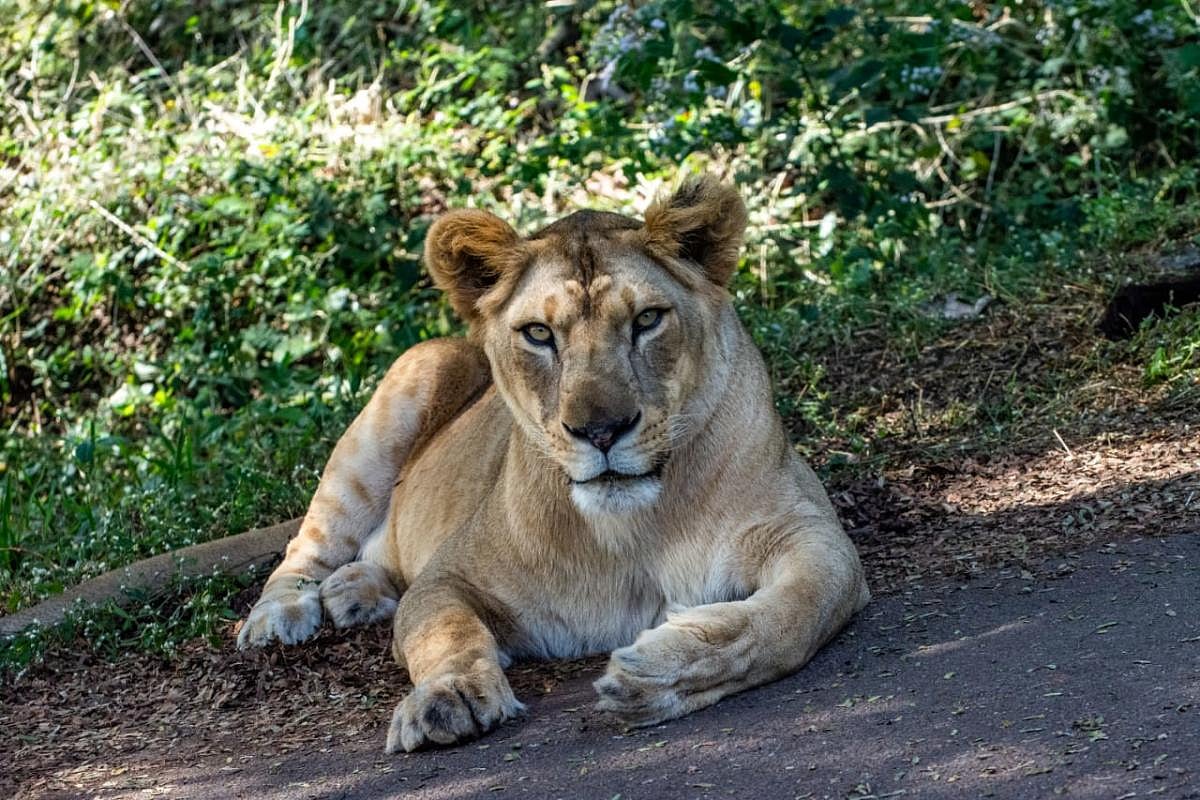 ಗುಜರಾತ್:  ತೆರೆದ ಬಾವಿಗೆ ಬಿದ್ದು ಸಿಂಹಿಣಿ ಸಾವು 