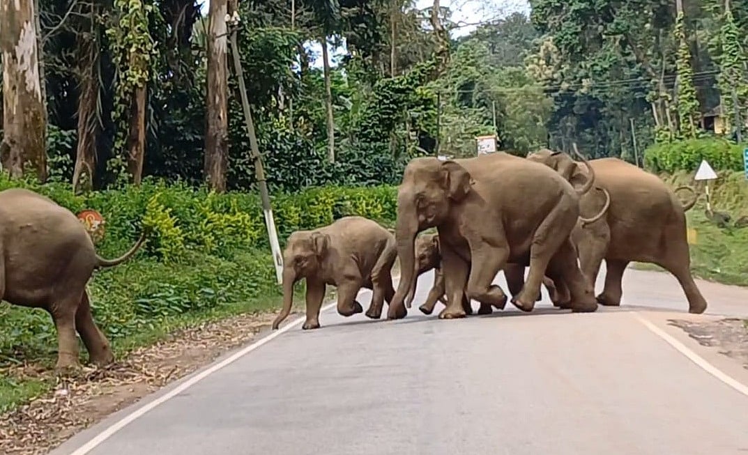 ಬಂಗಾರಪೇಟೆ | ಕಾಡಾನೆ ಹಿಂಡು ಮತ್ತೆ ಪ್ರತ್ಯಕ್ಷ: ರೈತರ ಆತಂಕ