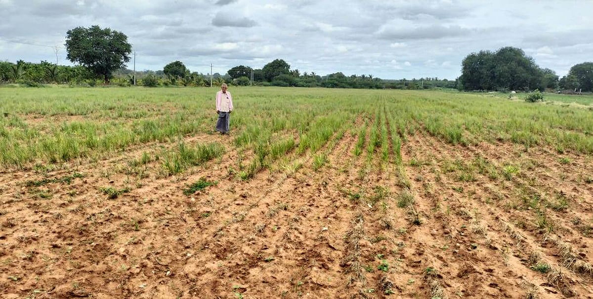 ಧರ್ಮಪುರ: ಮಳೆ ಕೊರತೆಯಿಂದಾಗಿ ಒಣಗುತ್ತಿದೆ ಸಾವೆ