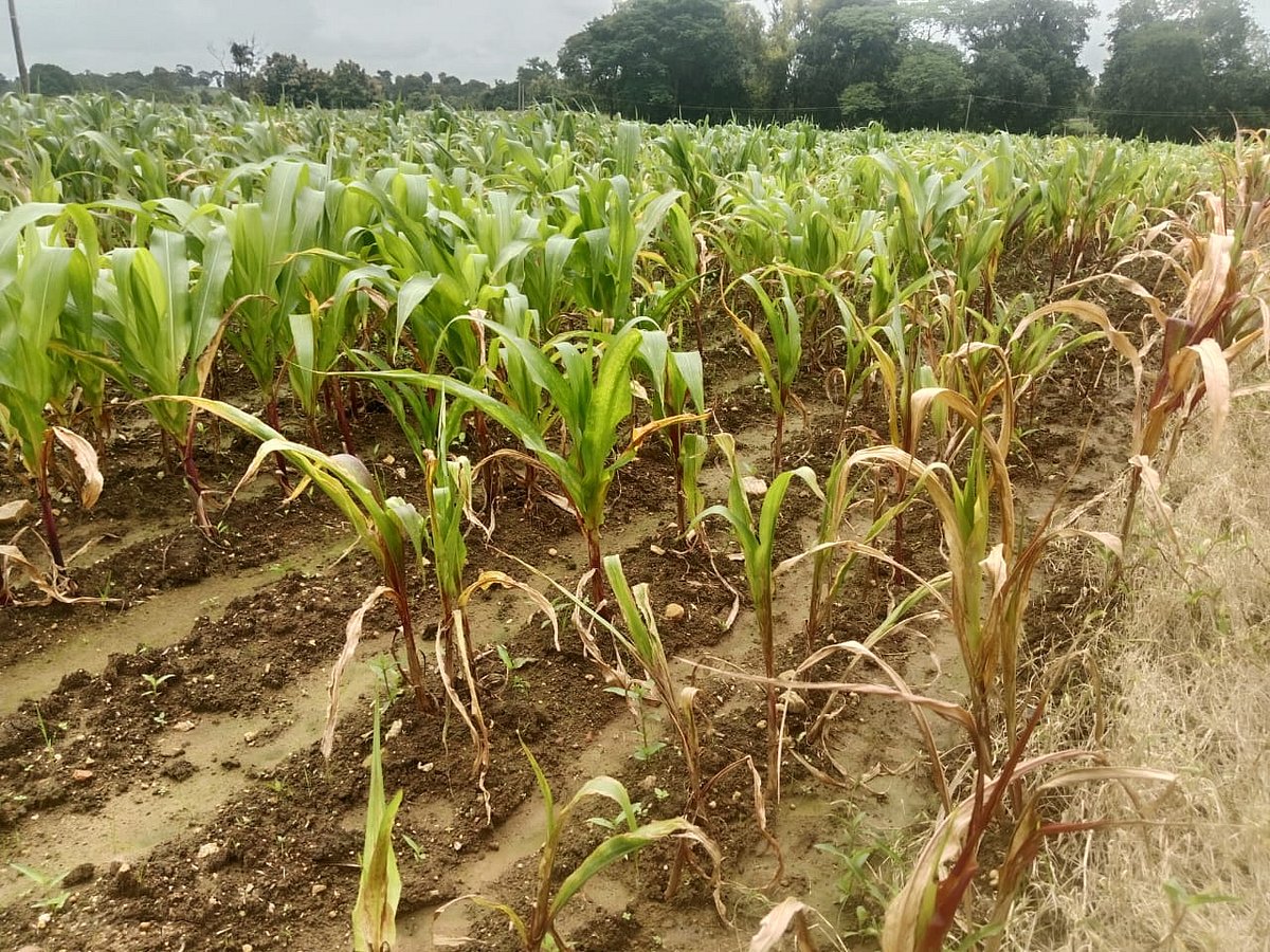 ಶಿರಾಳಕೊಪ್ಪ: ಅತಿವೃಷ್ಟಿಗೆ ಮೆಕ್ಕೆಜೋಳ ಹಾಳು; ರೈತರು ಕಂಗಾಲು